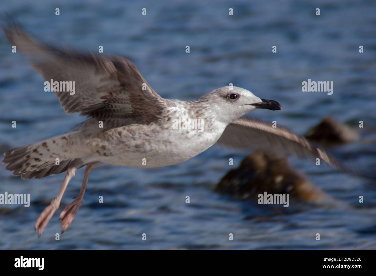 Der Flug der Möwen über das Meer aus nächster Nähe. Die Möwe fliegt über das Wasser, wingspan Stockfoto