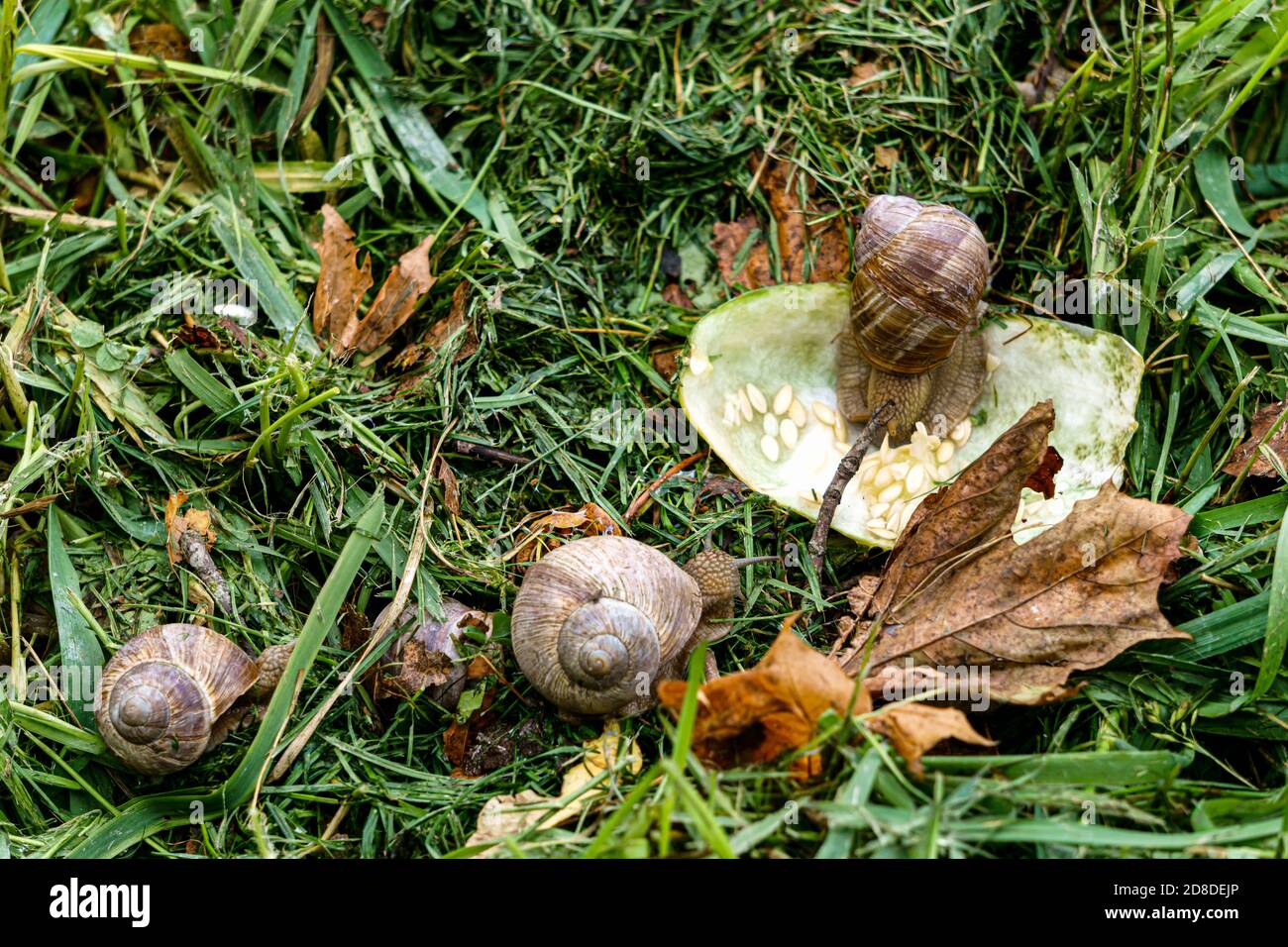 Eine Serie von Fotografien eines Tages auf einer Traubenschnecke Farm. Stockfoto