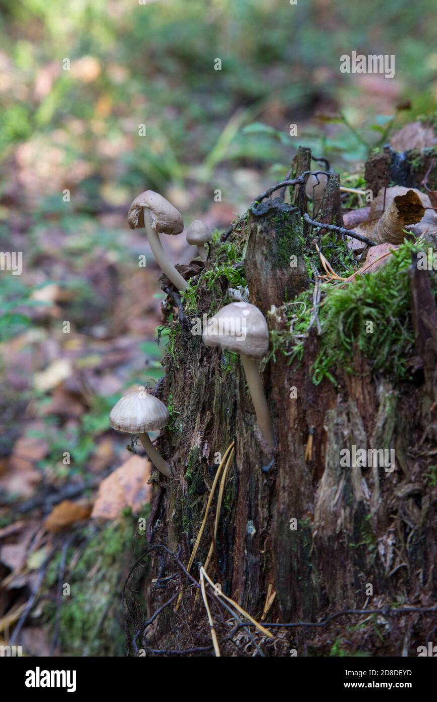 Pilz und Moos auf einem Baum. Pilze auf einem alten Stumpf Stockfoto