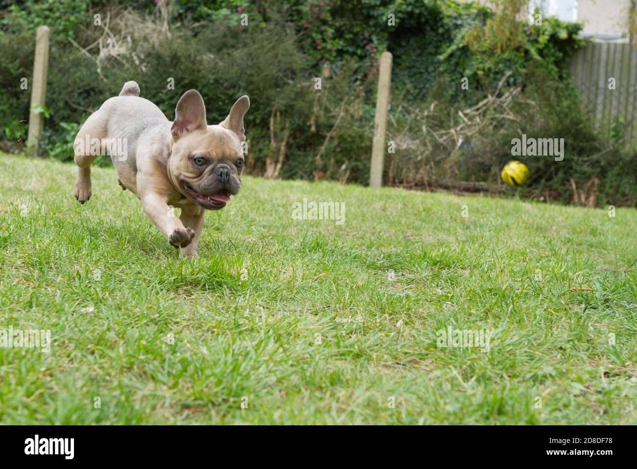 Französische Bulldogge Stockfoto