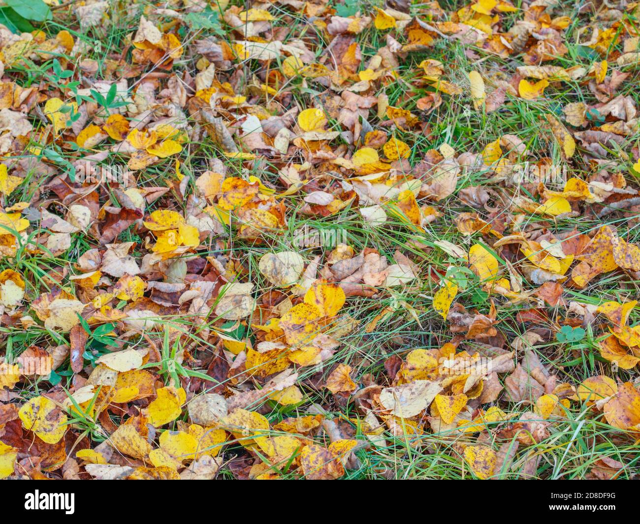 Tote gelbe Blätter auf dem grünen Gras, Herbsthintergrund, selektiver Fokus, geringe Schärfentiefe Stockfoto