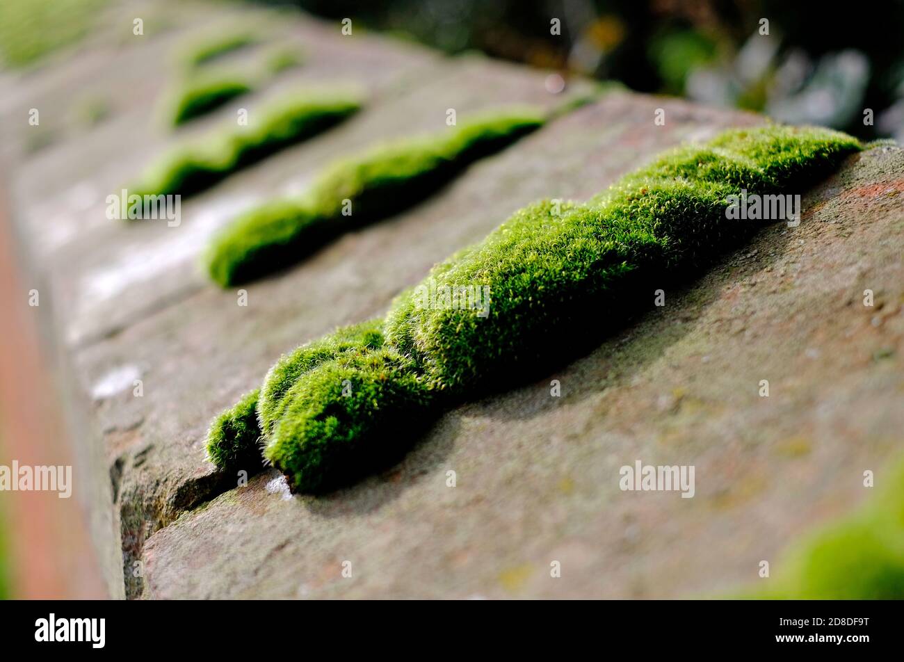 Nahaufnahme von grünem Moos, das auf der Ziegelwand wächst, norfolk, england Stockfoto