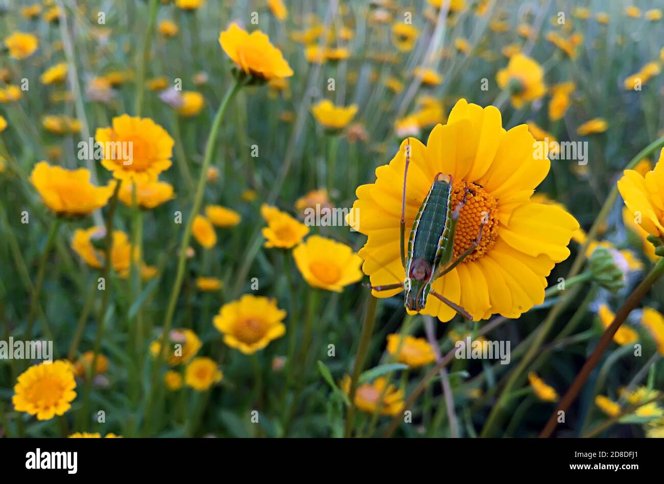 Heuschrecke auf einer gelben Blume in einem Feld von Blüten Stockfoto