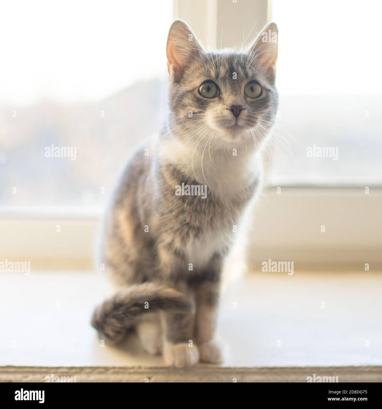 Niedliche junge ashy Kitty sitzt auf einem sonnigen Fensterbank. Stockfoto