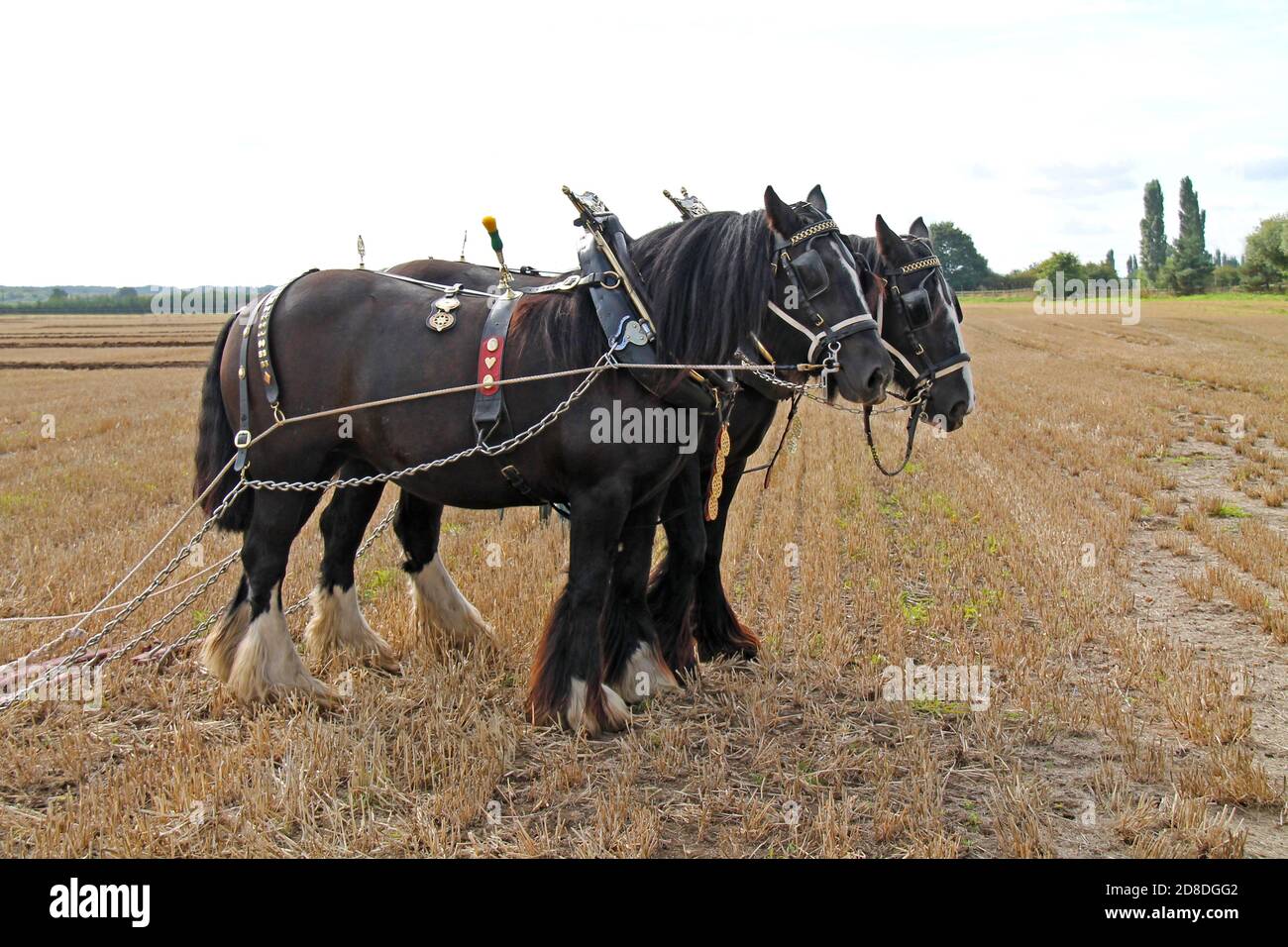 Ein Paar Farm Schwere Pferde mit Pflüge Harnessen. Stockfoto