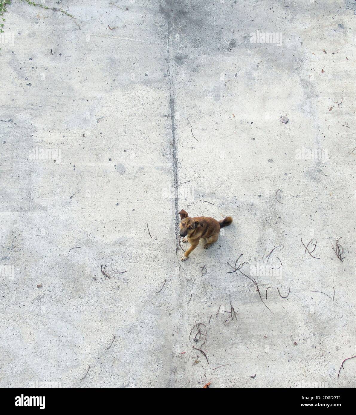 Single Hund sitzt auf dem Betonboden wartet auf seinen Besitzer Stockfoto