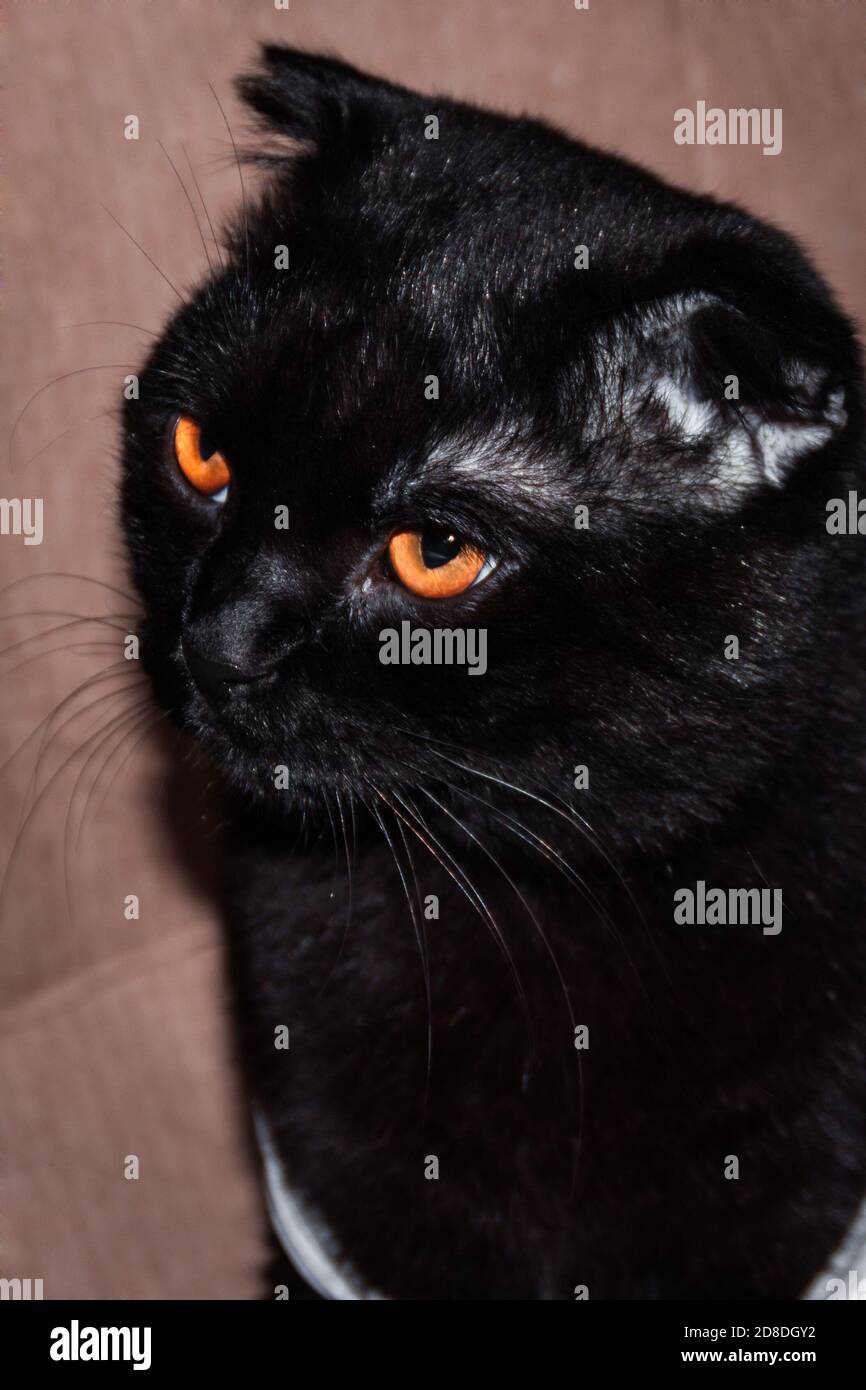 Junge solide schwarze schottische Falte Katze mit einem unzufriedenen Gesicht. Verurteilender Blick einer Katze mit gelben Augen Stockfoto