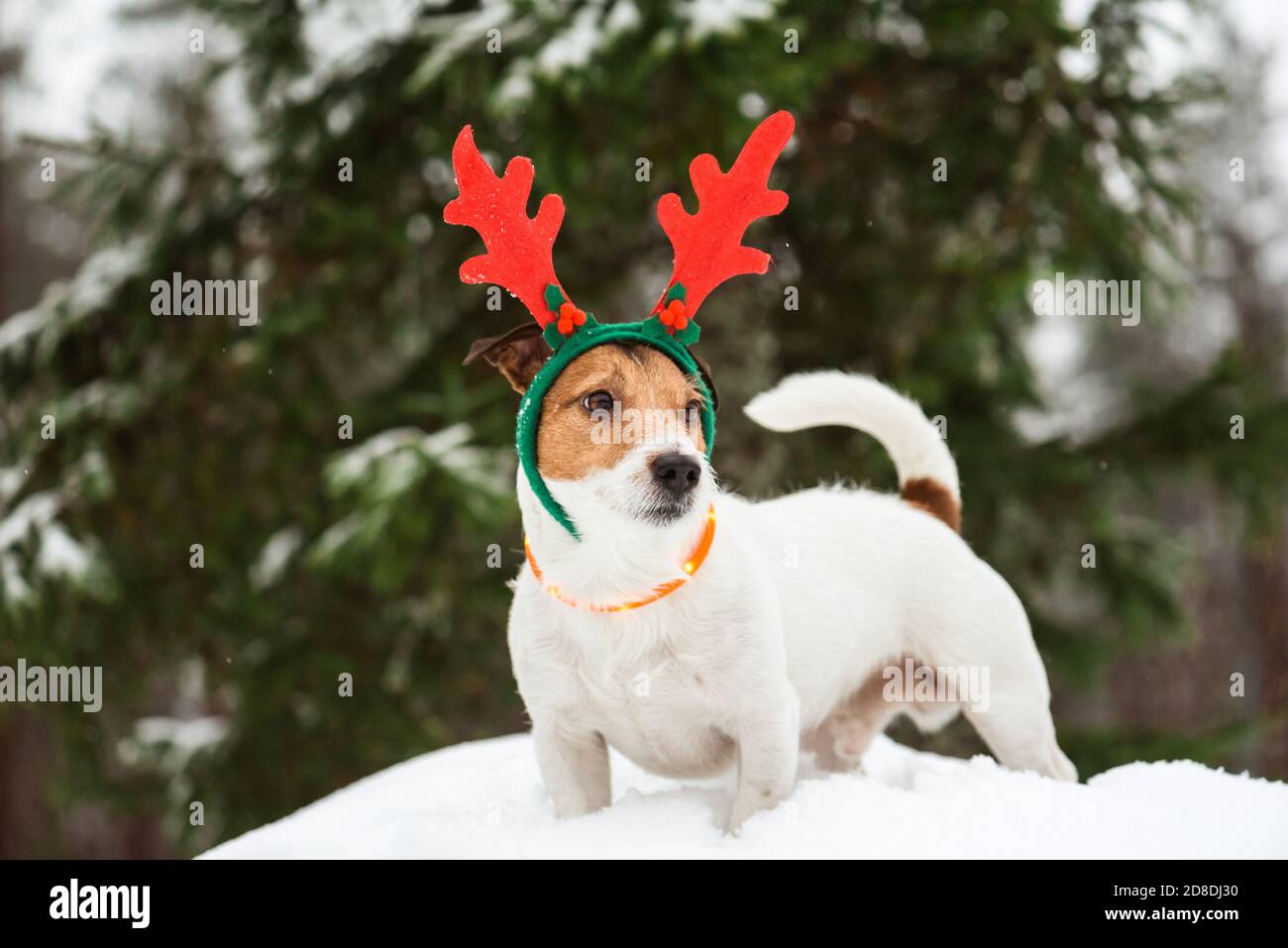 Weihnachtskonzept mit Hund als lustiger, aber stolzer Weihnachtsmann Rentiere im Tiefschnee am Dezembertag Stockfoto