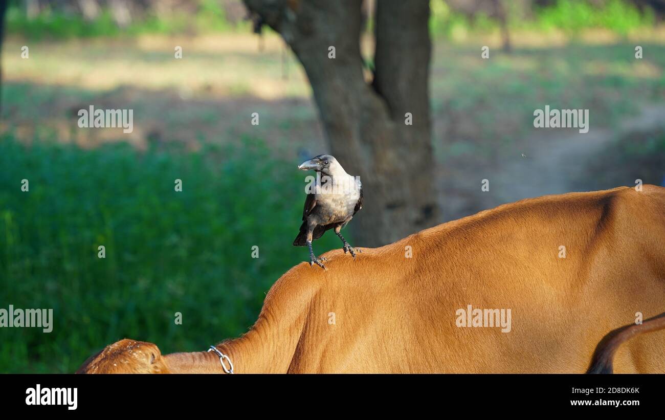 Morgenzeit, EINE Krähe steht auf einer braunen Kuh. Selektiver Fokus auf Krähe. Stockfoto