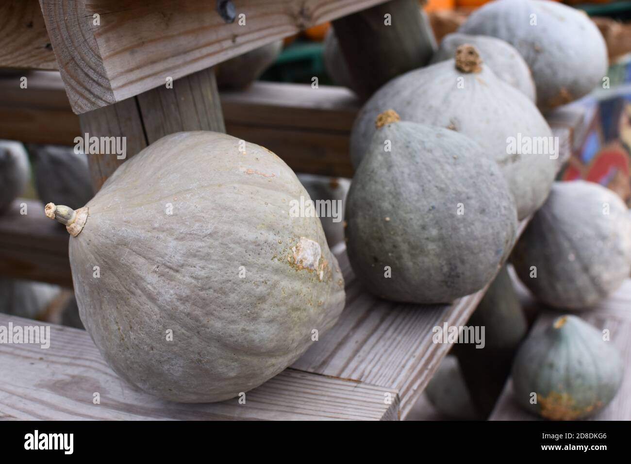 Graue Kürbisse in einer Linie Stockfoto