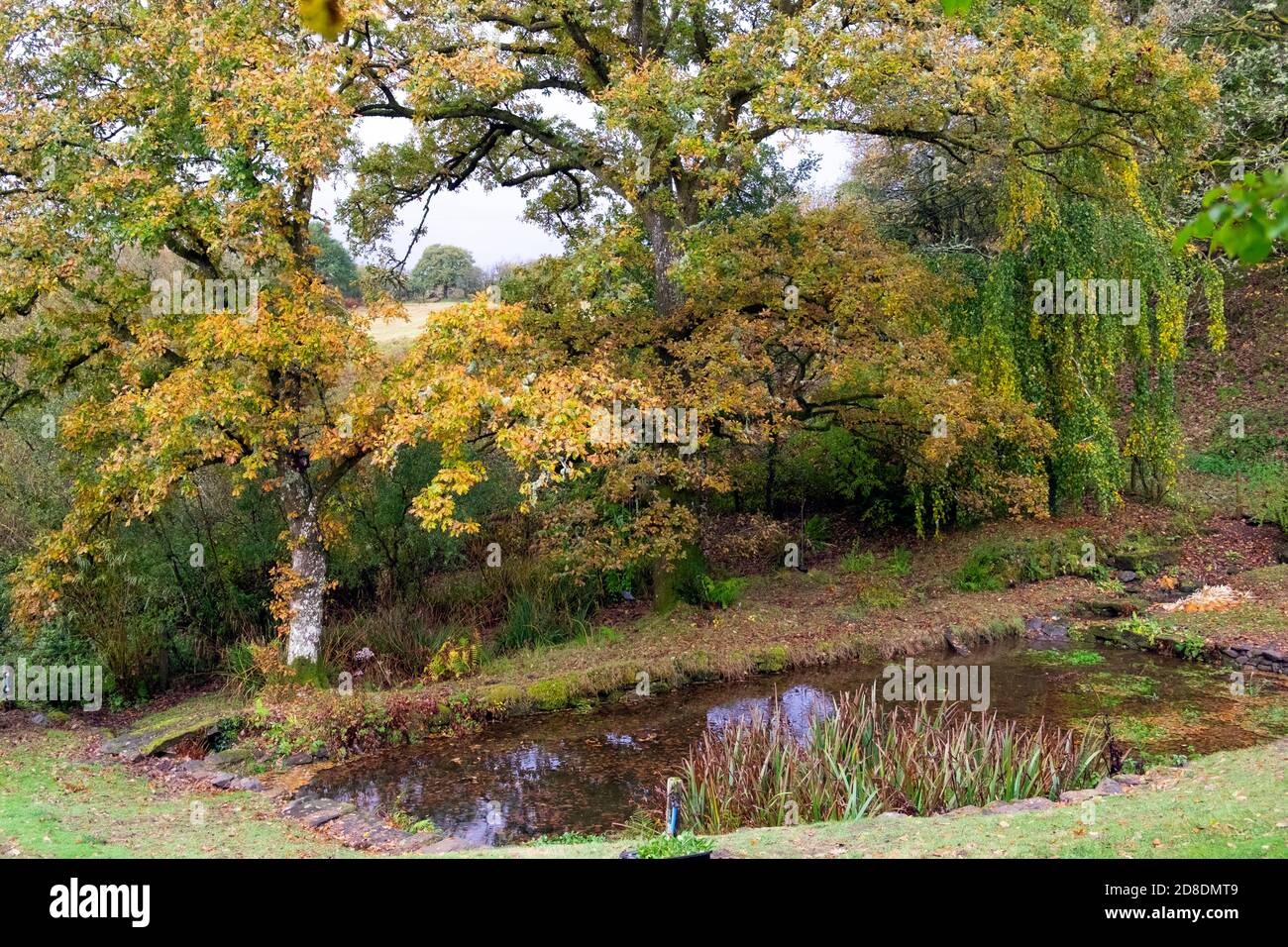 Schöne Aussicht auf bunte Herbstblätter auf Eichen in Oktober am Rande eines Landgartenteiches in Rural Carmarthenshire Wales Großbritannien KATHY DEWITT Stockfoto