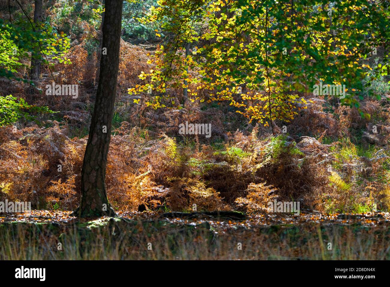Lebendige Herbstfarben auf Ashdown Forest im Herbst. East Sussex England Großbritannien Stockfoto