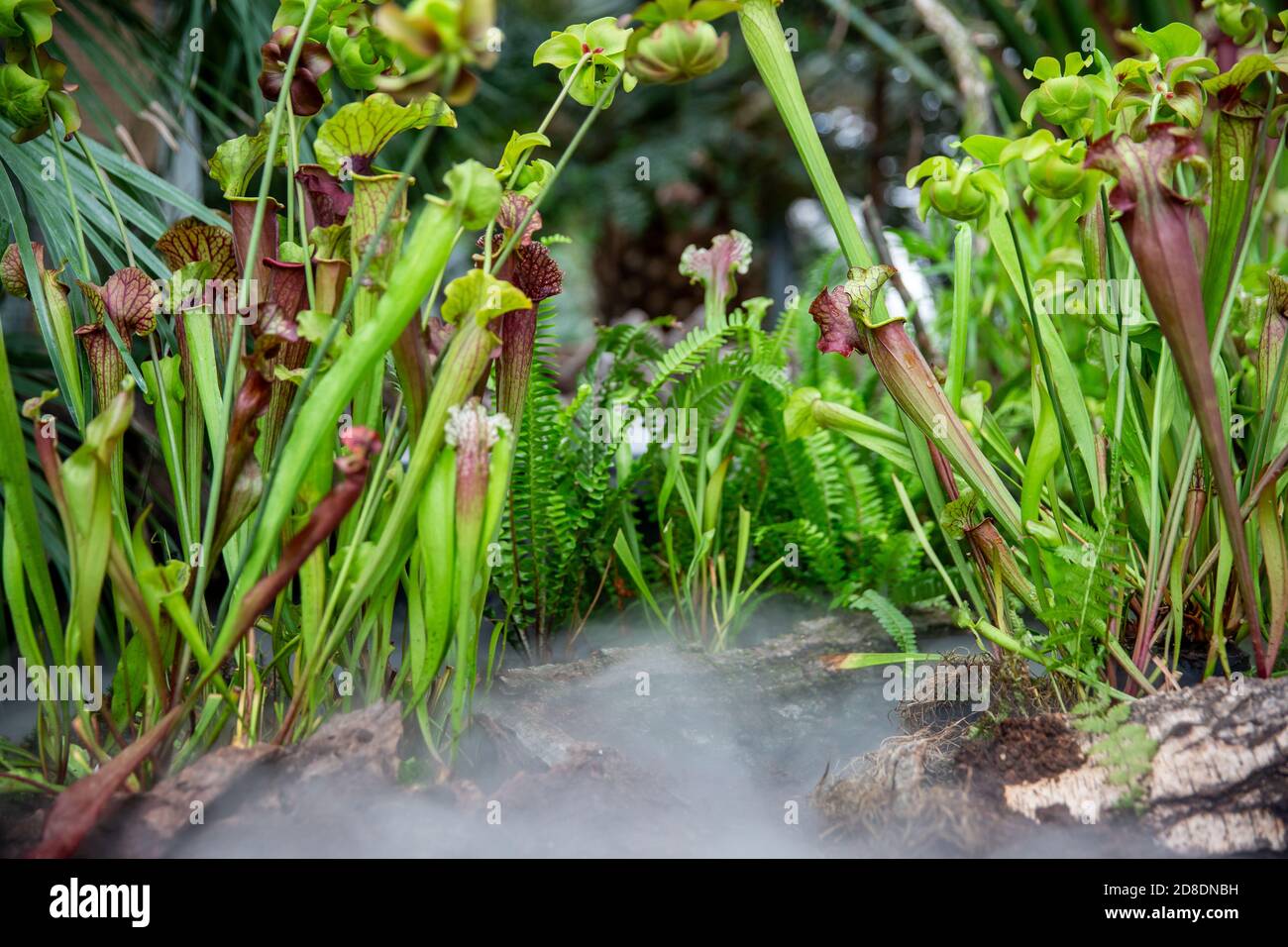 Sehr seltene fleischfressende Pflanzen im regnerischen Dschungel mit morgendlichem Bodennebel oder Nebel, Pflanzenwissenschaft Stockfoto
