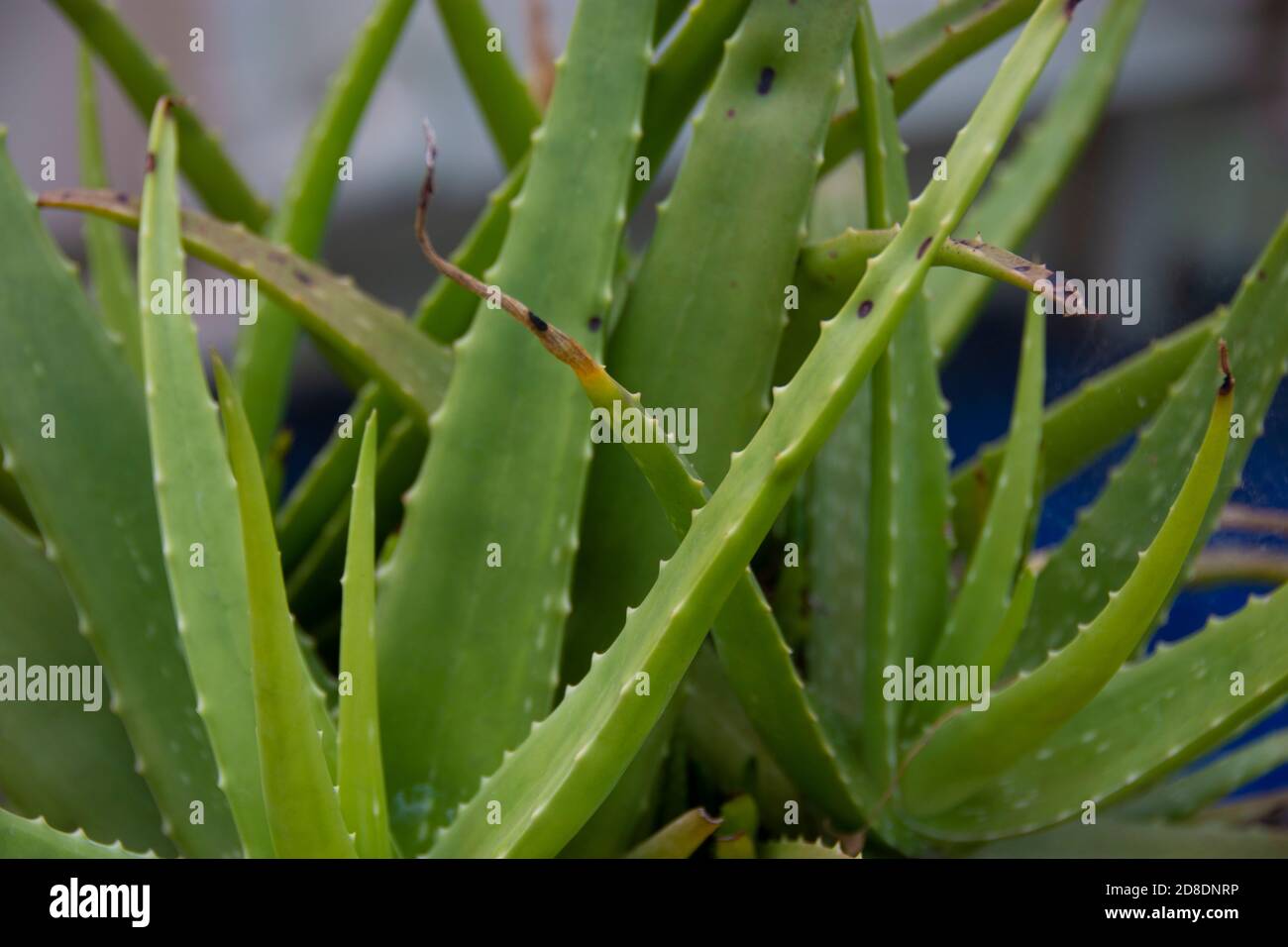 Aloe Vera ist eine saftige Pflanzenart der Gattung Aloe. Eine immergrüne Staude, sie stammt von der Arabischen Halbinsel, wächst aber wild in tropischen Stockfoto