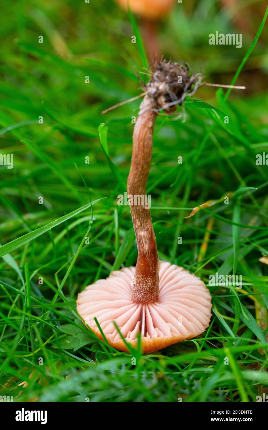 Stipe und Kiemen von Laccaria laccata Stockfoto