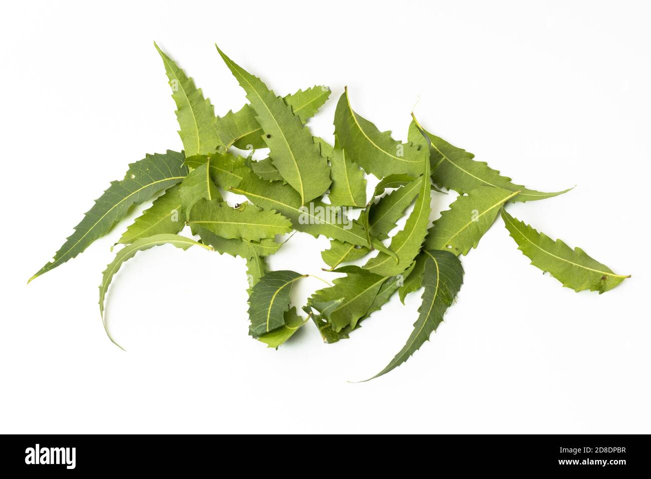 Medizinisches grünes Neem-Blatt auf weißem Hintergrund Stockfoto