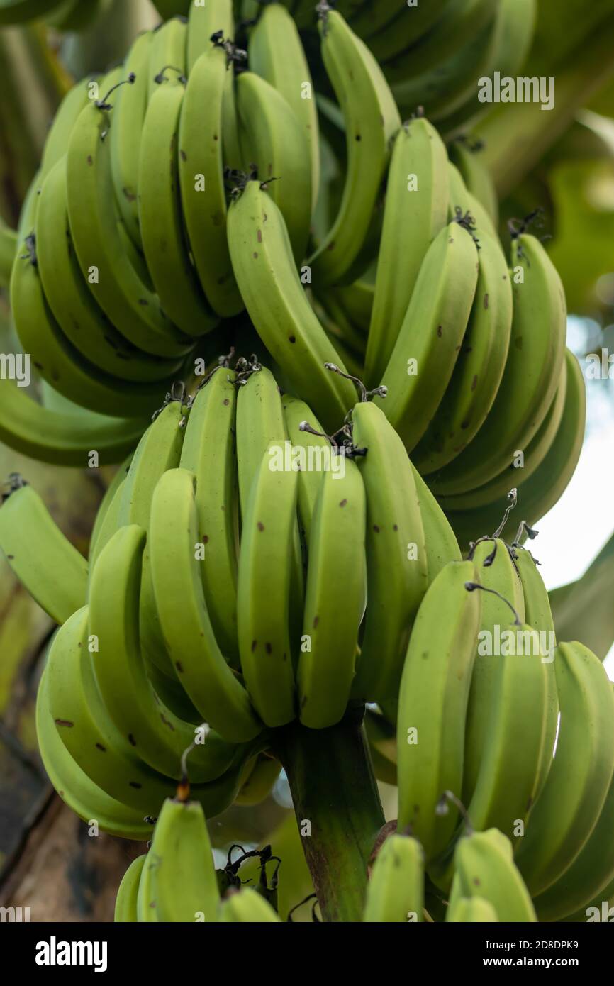 Bananenbaum mit einem Bündel von grünen rohen Bananen Stockfoto
