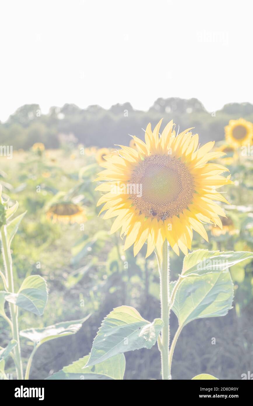 Ein überwuschenes Foto einer Sonnenblume in einem Sonnenblumenfeld in Willard Missouri, USA, das ein tolles Foto im Hintergrund macht. Stockfoto