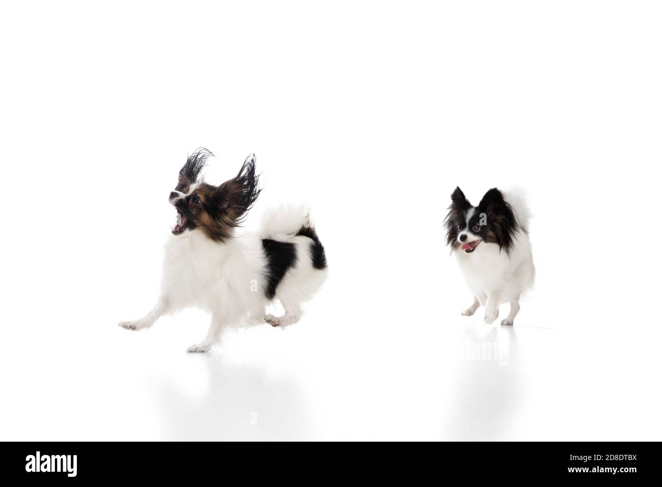 Papillon junge Hunde spielt. Nette verspielte braune weiße Hunde oder Haustiere spielen auf weißem Studio-Hintergrund. Konzept von Bewegung, Aktion, Bewegung, Haustiere lieben. Sieht entzückt, lustig. Copyspace für Werbung. Stockfoto