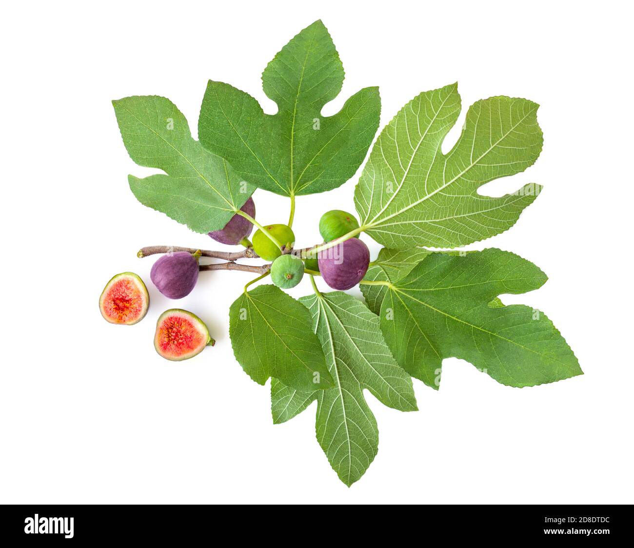 Frische Figuren auf dem Zweig isoliert auf weißem Hintergrund. Abb. Baum Draufsicht. Flach liegend Stockfoto