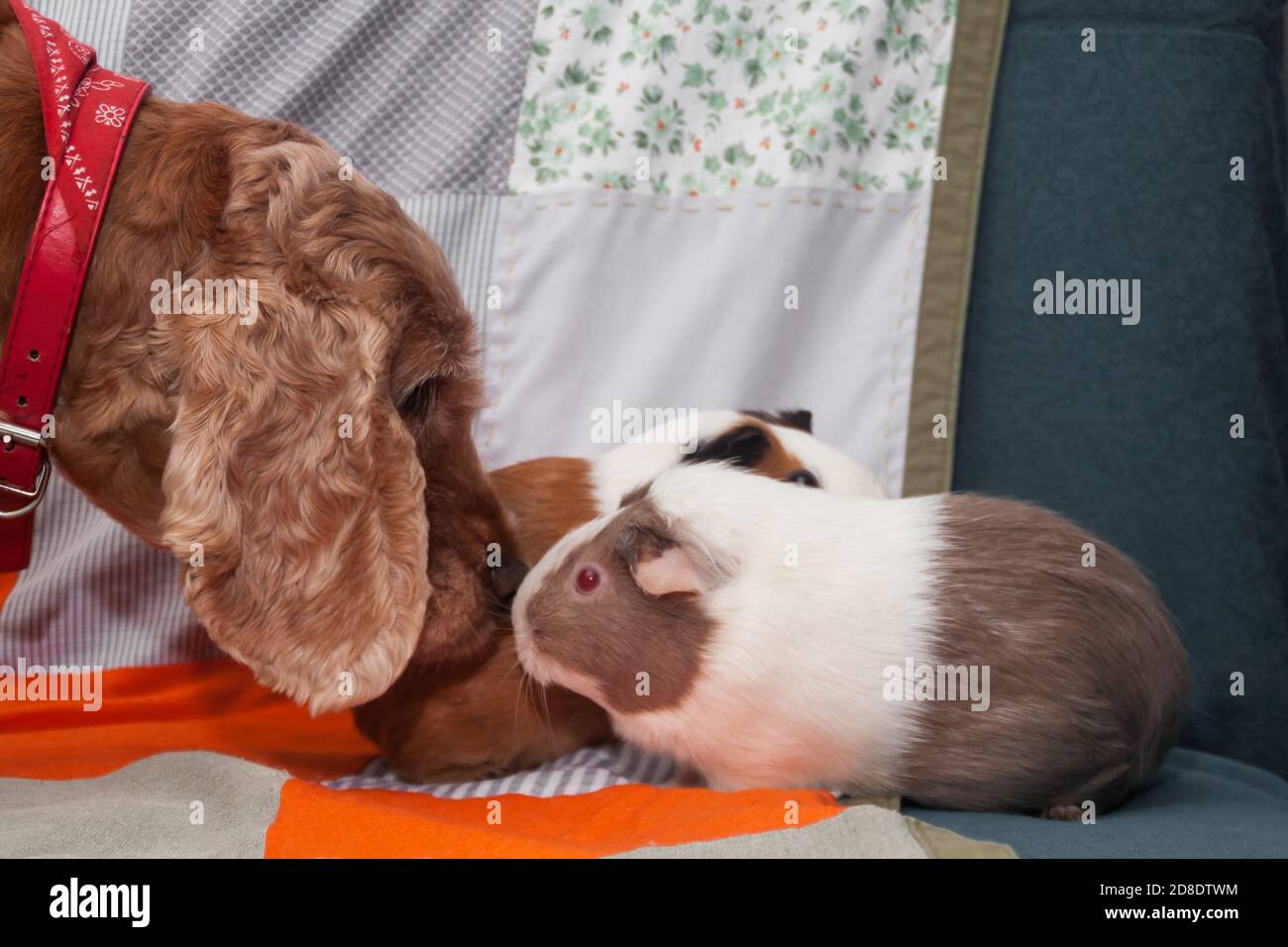 Niedlicher Ingwer-Spaniel spielt mit einem Meerschweinchen auf der bunten Patchwork-Decke. Das Zusammenspiel von freundlichen Tieren. Tiere verschiedener Arten spielen in einem gemütlichen, hellen rustikalen Interieur zusammen. Stockfoto