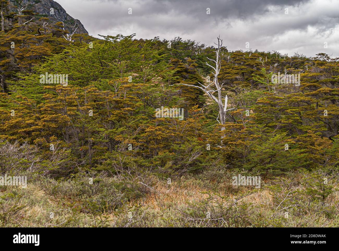 Ushuaia, Feuerland, Argentinien - 13. Dezember 2008: Martial Mountains in Nature Reserve. Dichter Wald mit grünen und gelblichen Büschen, und einige Stockfoto