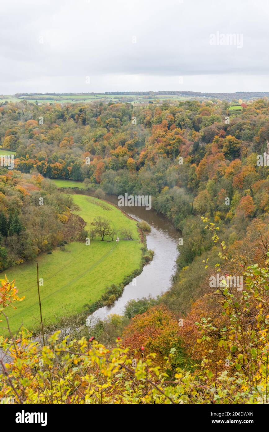 Blick vom Symonds Yat Rock des Wye Valley und Fluss Wye im Herbst mit bunten Bäumen und Blättern Stockfoto