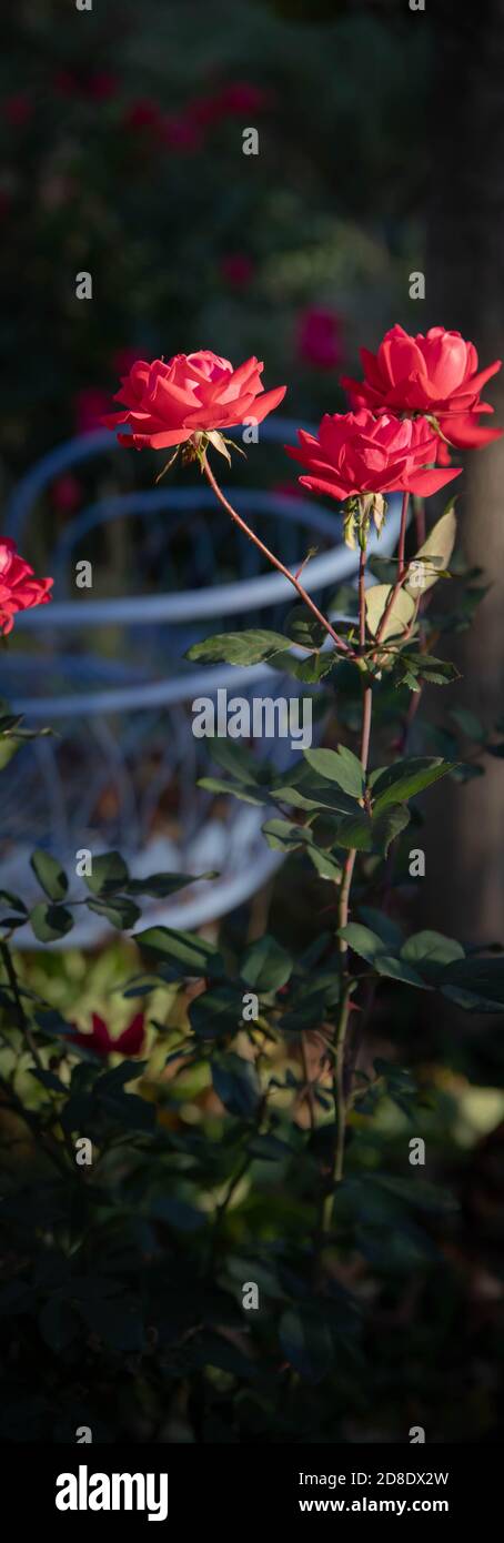 Ein schöner kleiner kunstvoller Zierkohl ist das Highlight dieser Gartencontainer-Kollektion - die sich wie eine Rose öffnet - in den Farben Rosa und Fichte. Stockfoto