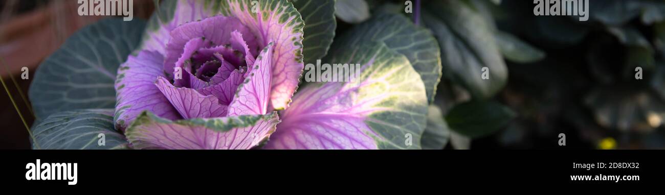 Ein schöner kleiner kunstvoller Zierkohl ist das Highlight dieser Gartencontainer-Kollektion - die sich wie eine Rose öffnet - in den Farben Rosa und Fichte. Stockfoto
