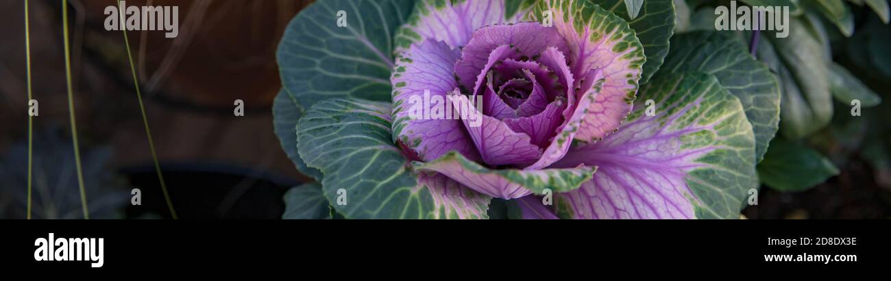Ein schöner kleiner kunstvoller Zierkohl ist das Highlight dieser Gartencontainer-Kollektion - die sich wie eine Rose öffnet - in den Farben Rosa und Fichte. Stockfoto
