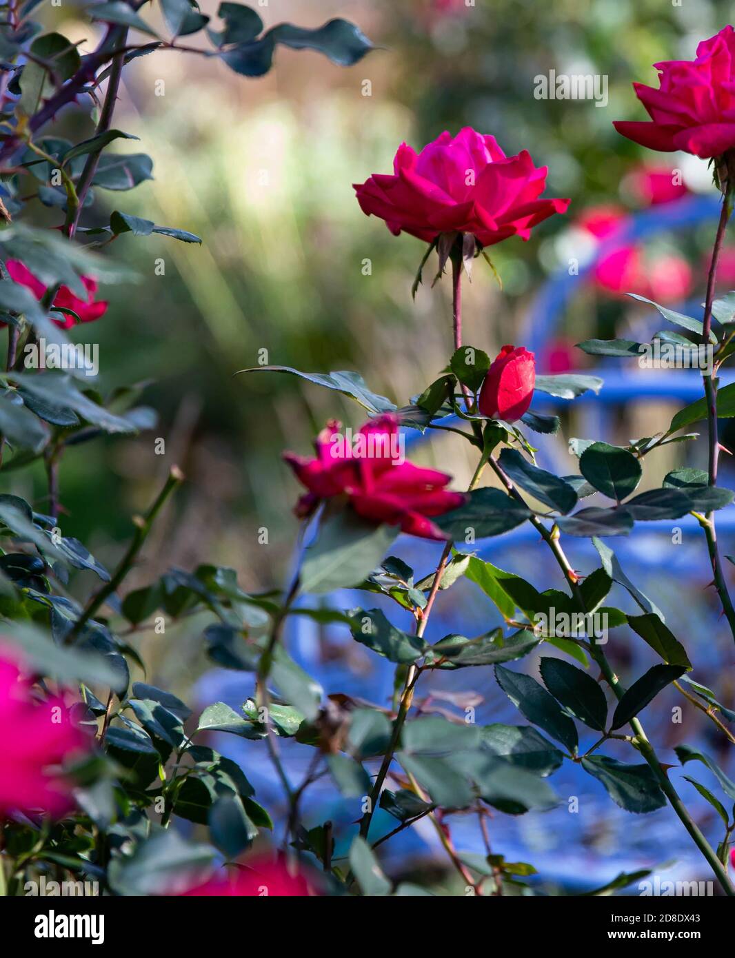 Reichlich Kirschrot Knockout Rosen umgeben eine bemalte blaue Bank Stockfoto