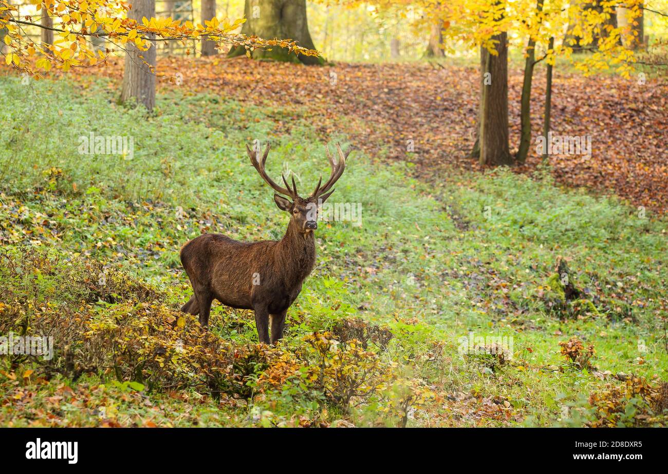 Der Reh steht im bunten Herbst auf einer Lichtung im Wald. Stockfoto