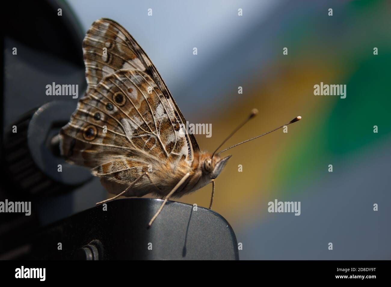 Beige braun Skipper Schmetterling mit langen Schnurrbart und einem flauschigen Körper. Makro-Foto. Heperioidea close up. entomologie, Lepidopterologie Stockfoto