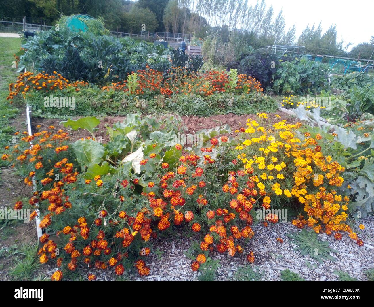 Eine sehr bunte Blumendarstellung, die auf einer Zuteilung wächst Plot Stockfoto