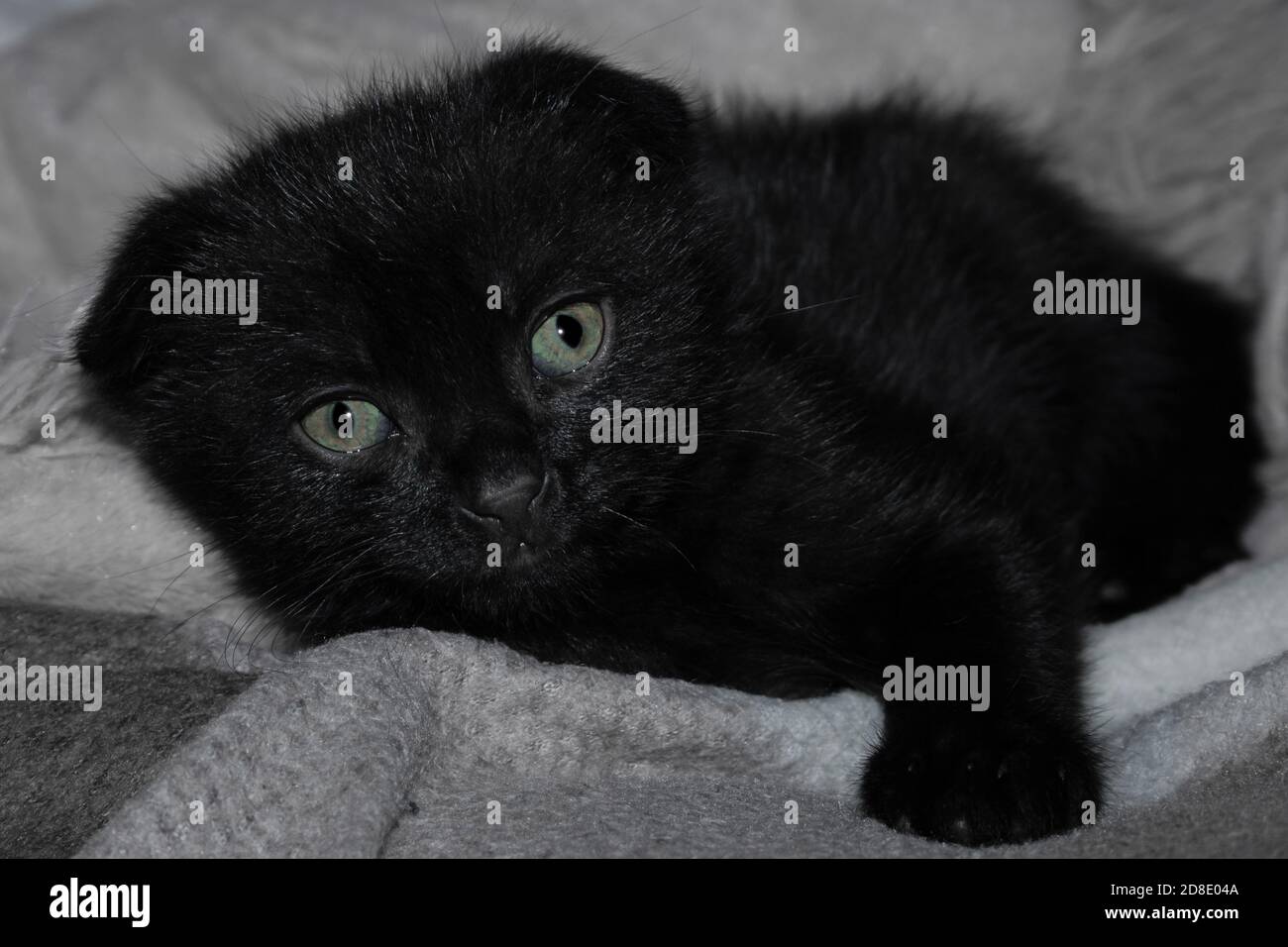Kleine schwarze, solide schottische Falte Kitty ist krank. Junge traurige schwarze Katze liegt auf einer grauen Wolldecke Stockfoto