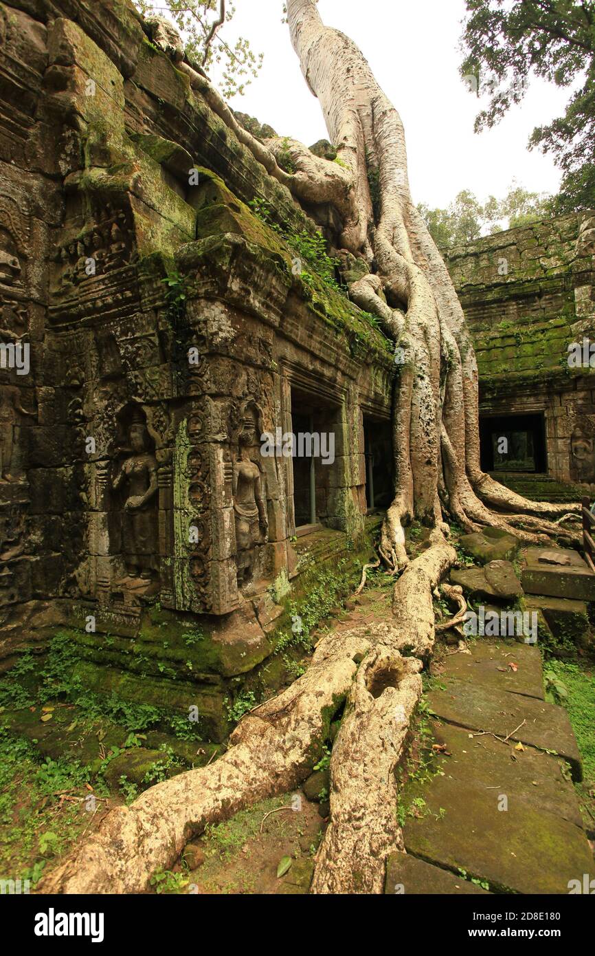 TA Promh Tempel, Angkor Gegend, Siem Reap, Kambodscha Stockfoto