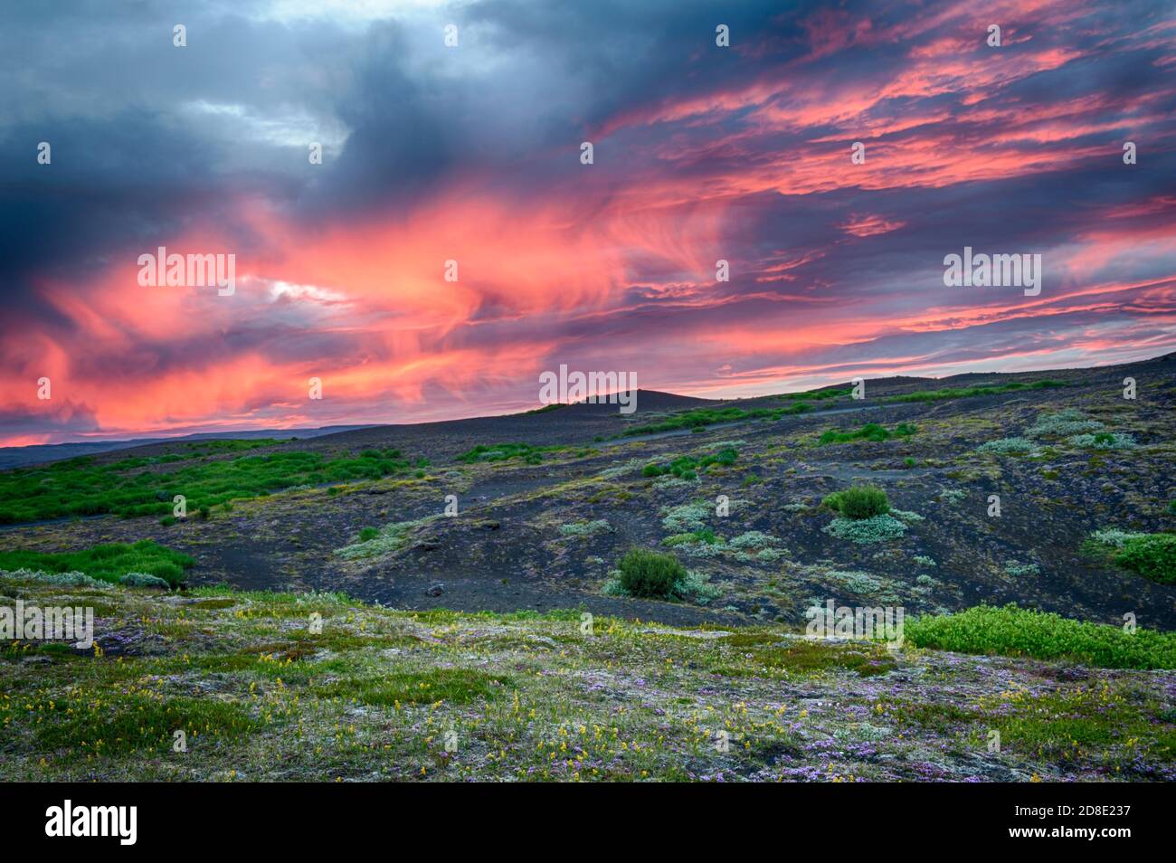 HDR-Bild von einem schönen lebendigen Sonnenuntergang über der Wiese Voller blühender Blumen auf Island Stockfoto