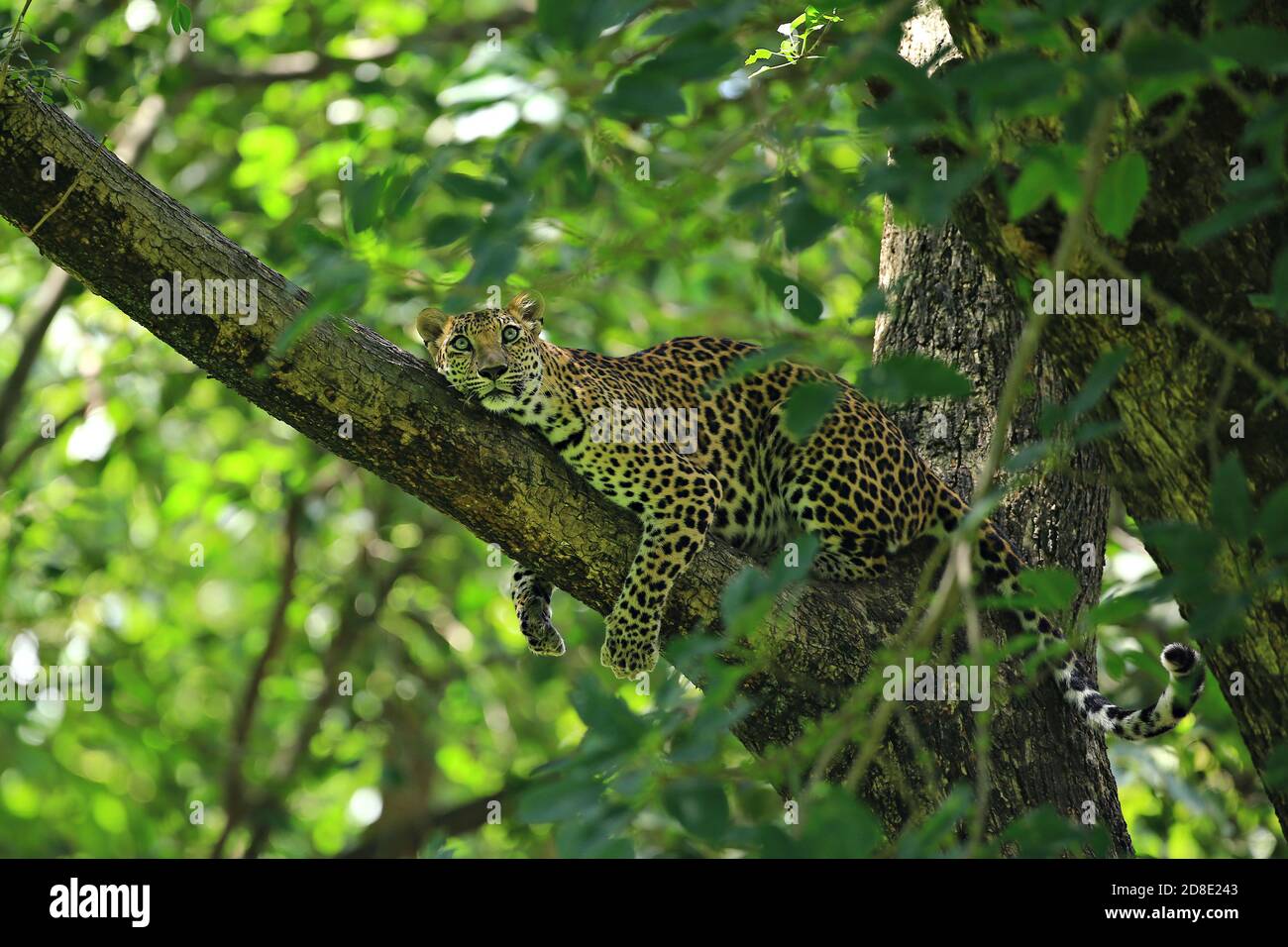 Haltungen des Leoparden, der auf einem Baum im Huai Kha Khaeng Wildlife Sanctuary, Provinz Uthai Thani, Thailand, ruht Stockfoto