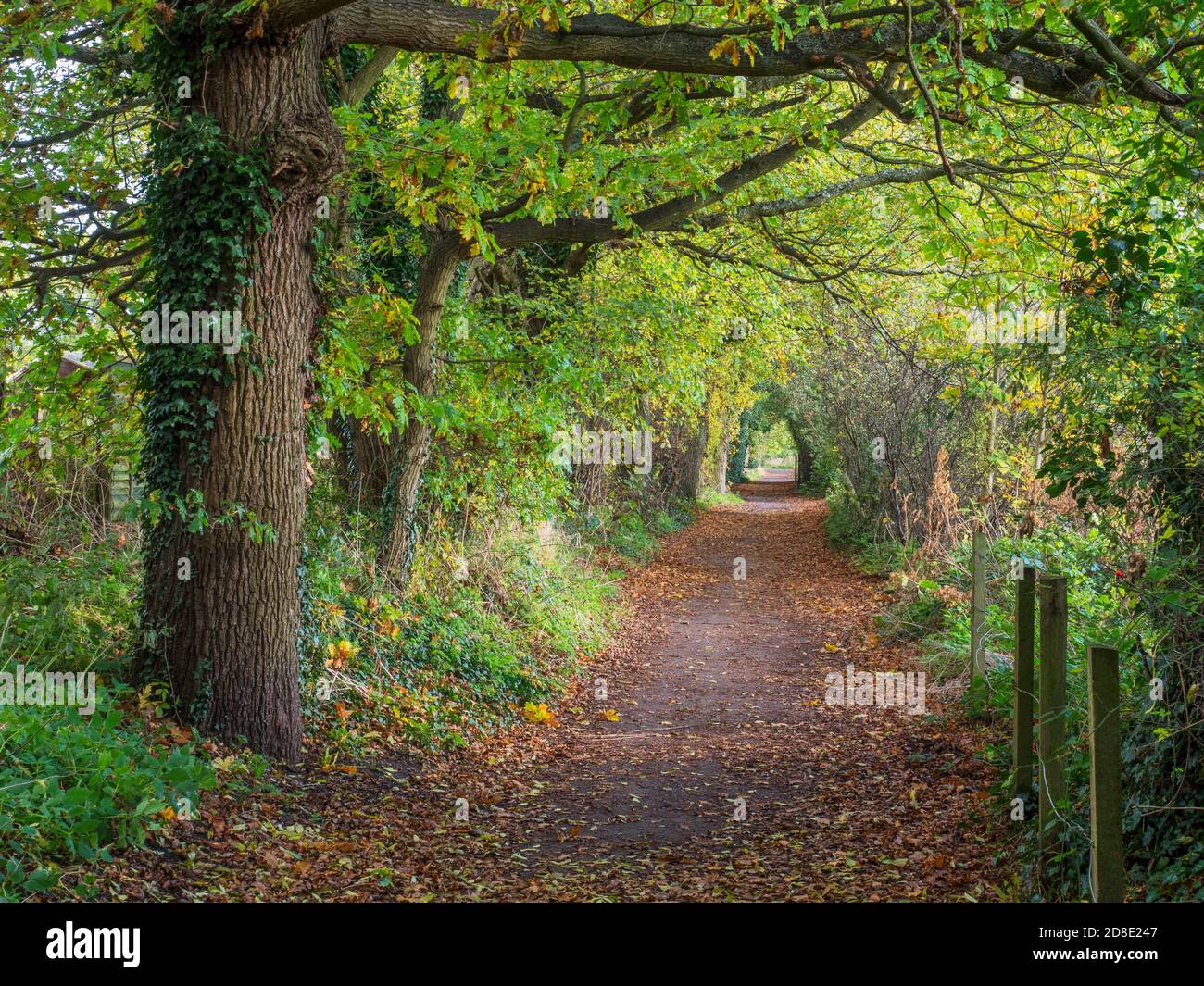 Der Herbst beginnt auf dem Beryl Burton Radweg in der Nähe von Knaresborough North Yorkshire England Stockfoto