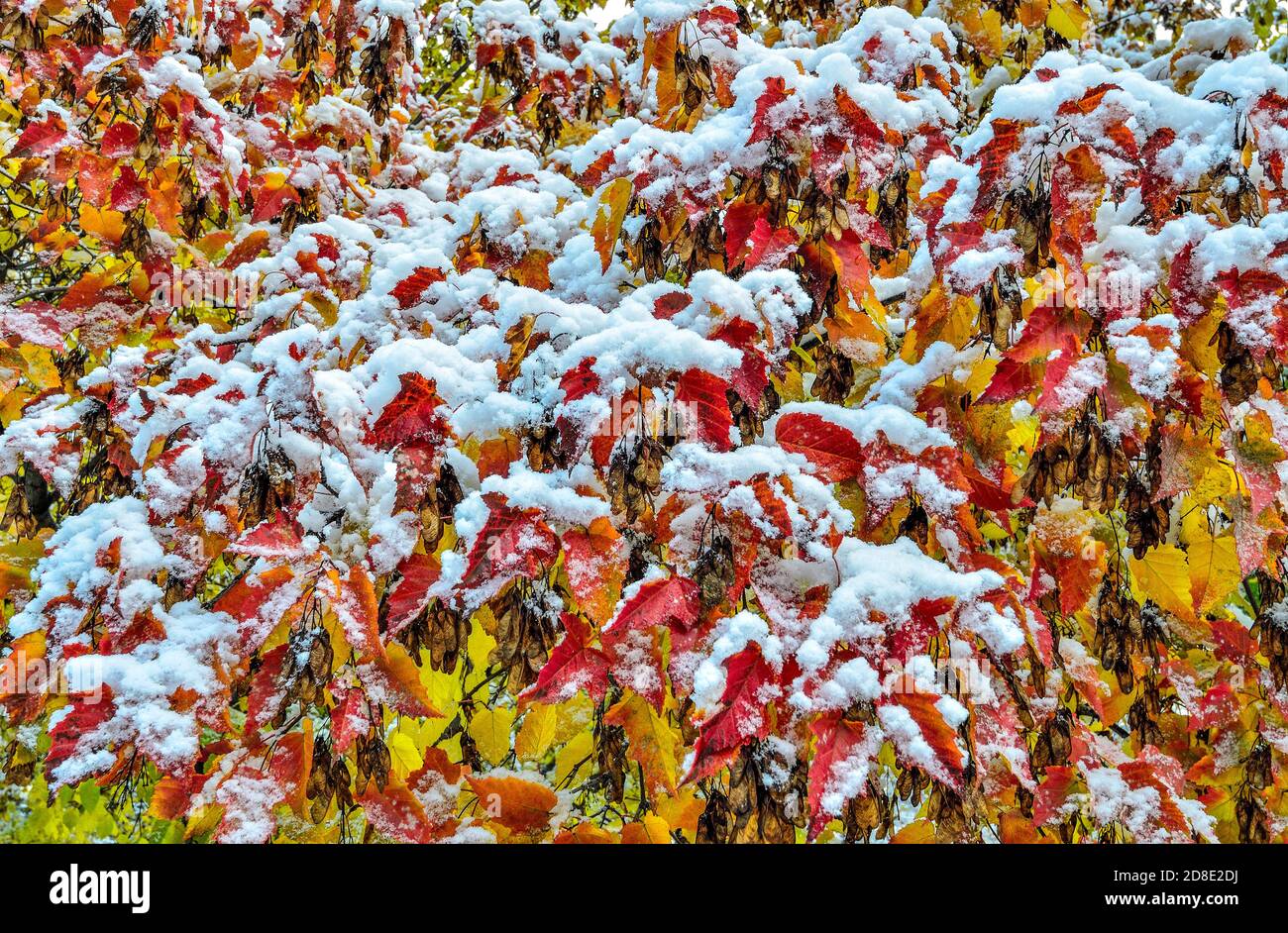 Erster Schnee auf buntem Herbstrot, orange, gelbem Laub des Acer Negundo-Baumes nach Schneefall. Letzter Tag des Herbstes - Winter beginnt. Schönheit der Natur Stockfoto
