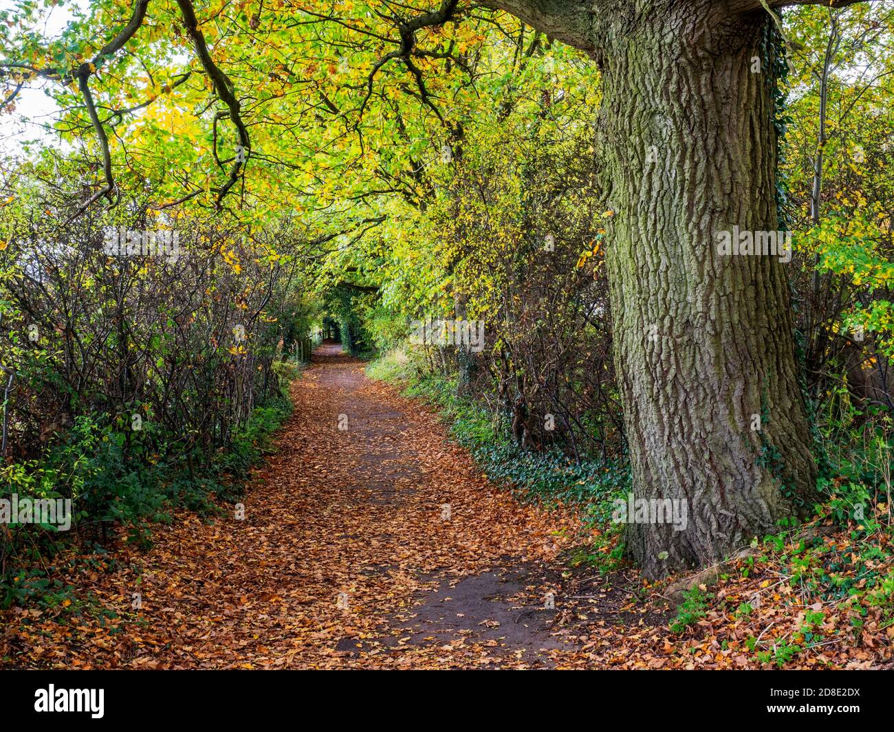 Der Herbst beginnt auf dem Beryl Burton Radweg in der Nähe von Knaresborough North Yorkshire England Stockfoto