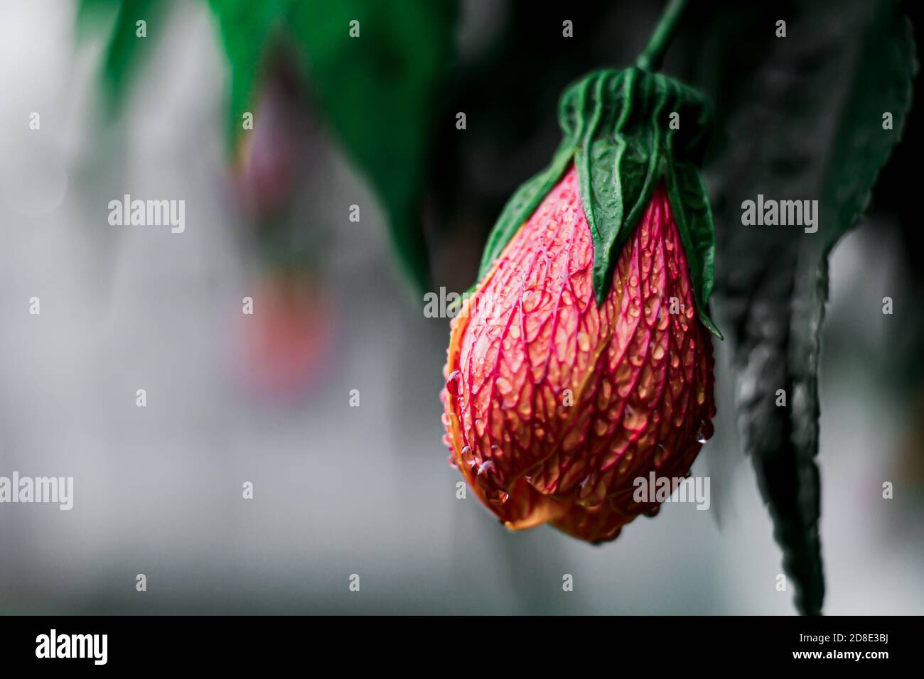 Bokeh Fotografie einer Blume mit Tropfen nach einem starken Regen in Bogota Kolumbien, 26. Oktober 2020 Stockfoto