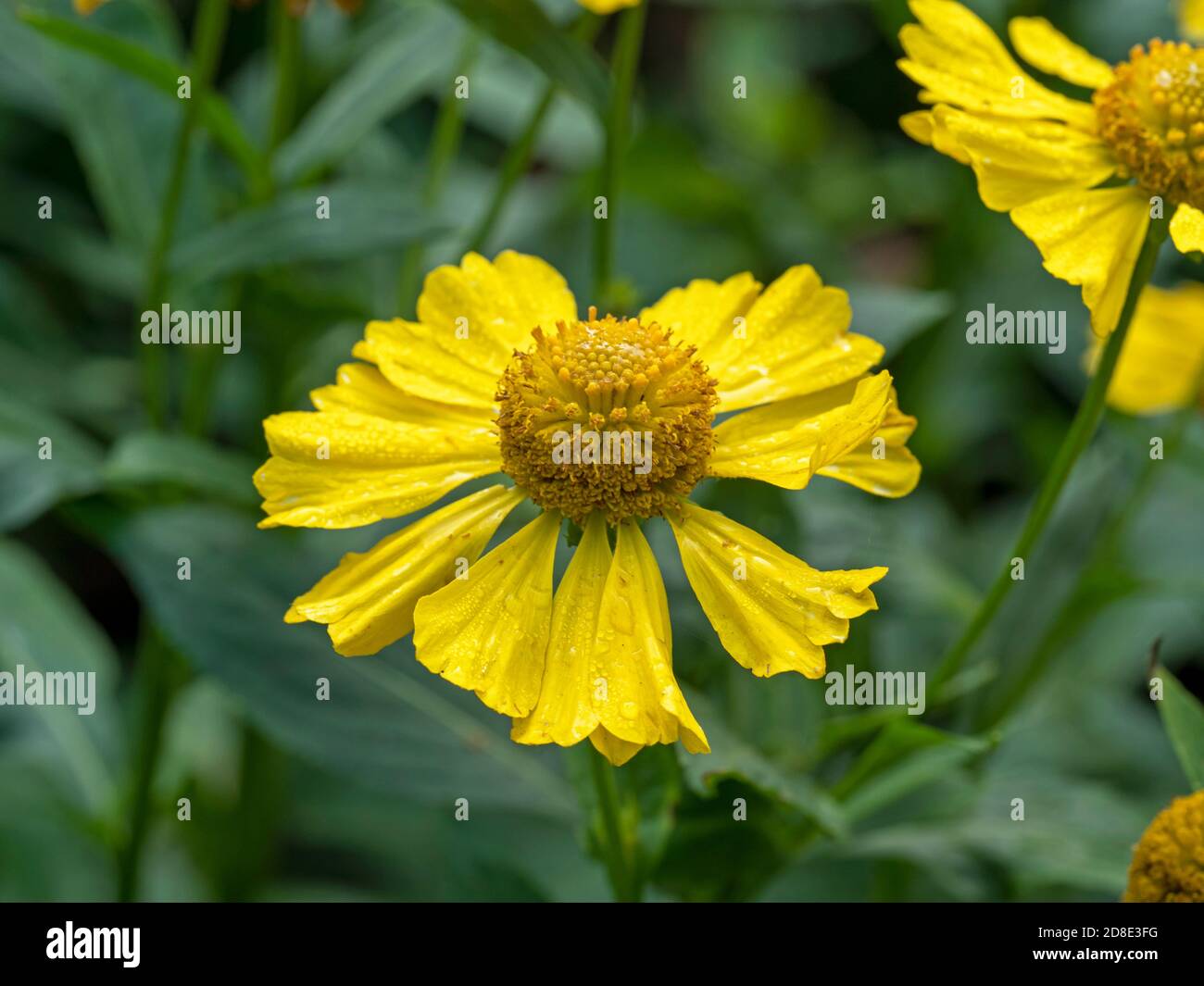 Nahaufnahme einer leuchtend gelben Helenium-Niesen-Blüte, Sorte Kanaria, in einem Garten Stockfoto