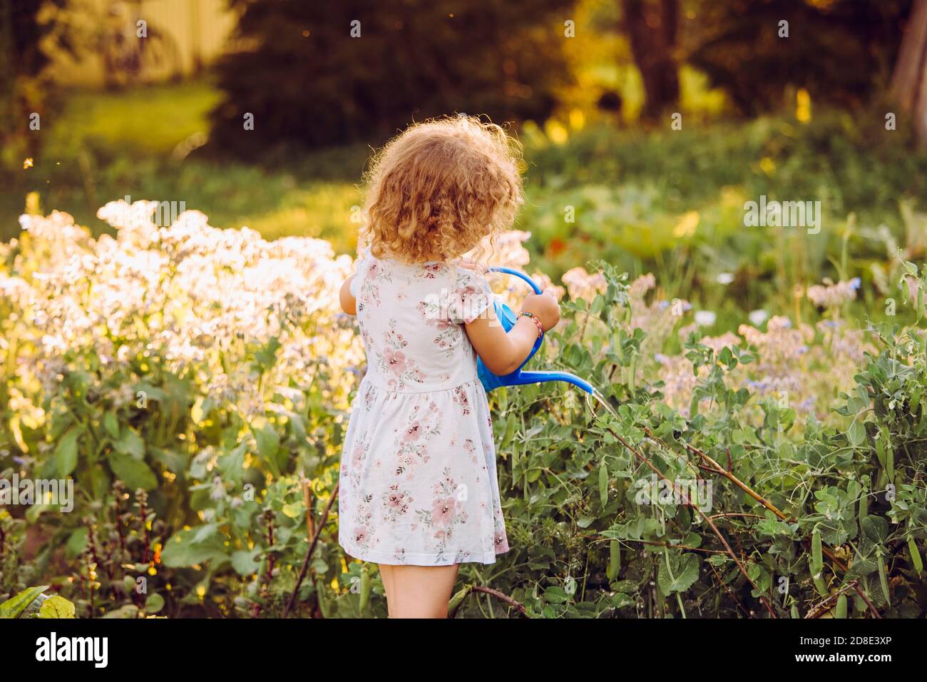 Cute 5 Jahre alt lockiges Haar Mädchen Gießen süße Erbsenpflanzen im Sommerabend auf dem Land auf Bio-Gemüse-Gartenbett. Warmes Abendlicht. Stockfoto