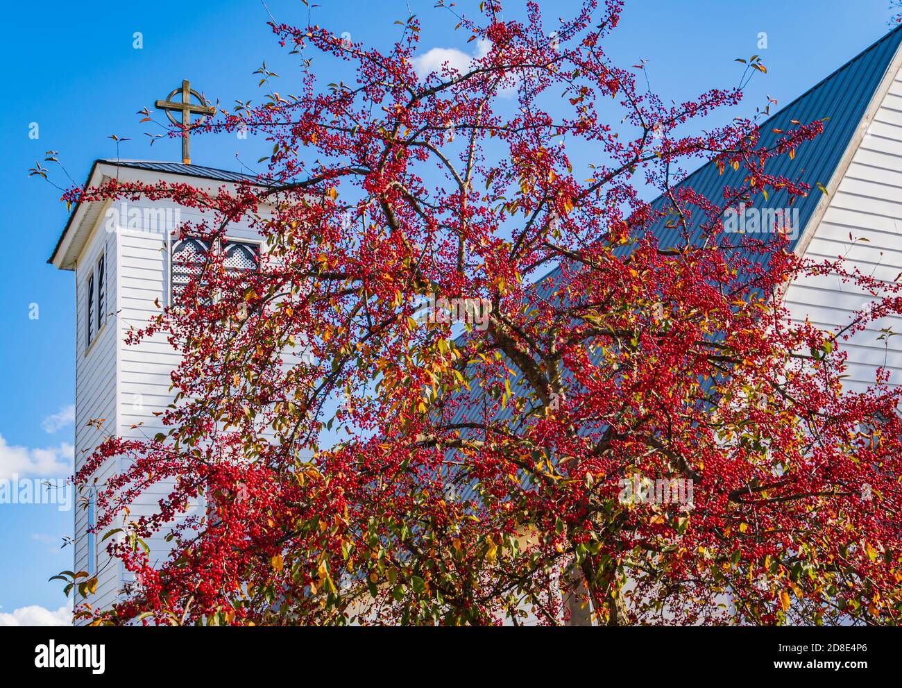 Leuchtend rote Beeren oder Krabbenäpfel bedecken den Baum im Herbst Vor dem weißen Kirchturm Stockfoto