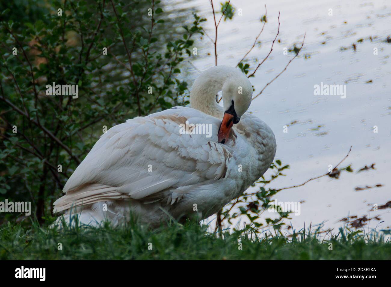 Weißer Schwan reinigt Federn aus nächster Nähe Stockfoto