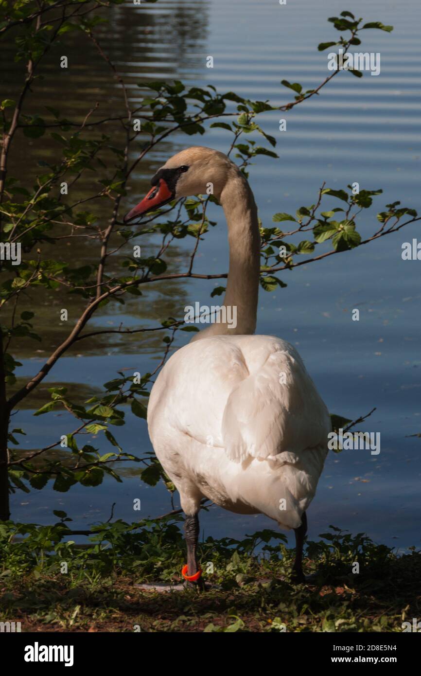 Weißer Schwan in der Nähe des ländlichen Teiches, umgeben von grünen Bäumen Und Gras Stockfoto