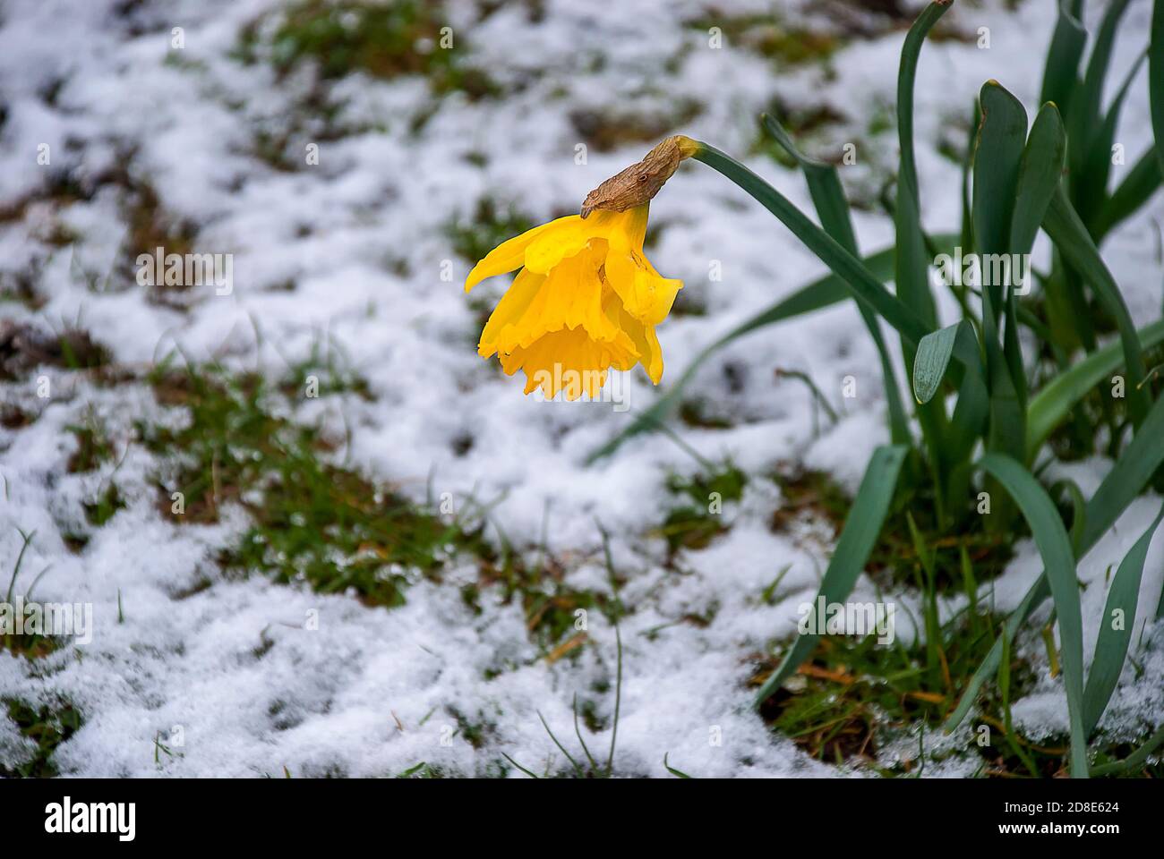 Daffodil (Narcissus) im Schnee Stockfoto