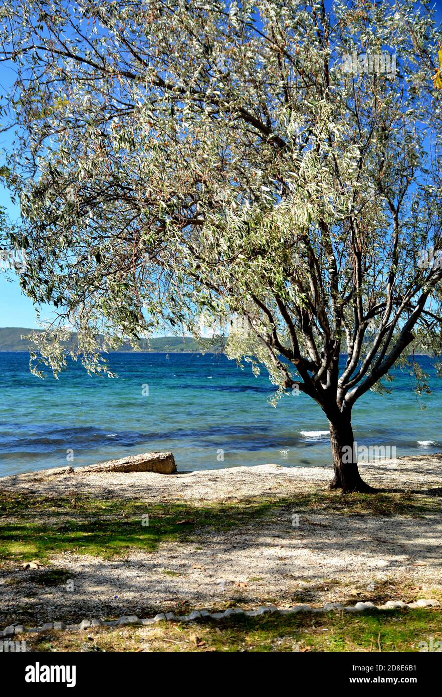Einsamer, verzweigter Oleasterbaum gegen den blauen Himmel am Meer in der Herbstsaison. Elaeagnus angustifolia, russische Olive, persische Olive, will Olive, Silber berr Stockfoto