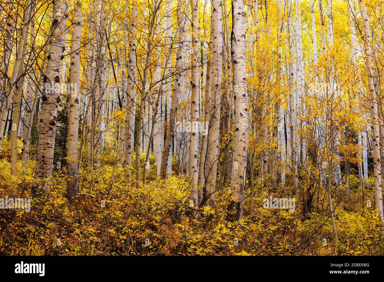 Aspen-Bäume mit Herbstfarben in einem Herbstwald in der Nähe von Rico, Colorado Stockfoto